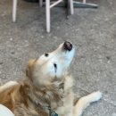 두부네 애견카페 이미지