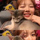 또또와 이미지
