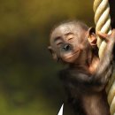 Happiness puppy 이미지