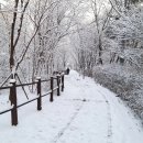 남산 산책로 이미지