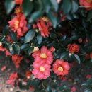 토요 시네마(1월) | 동백사진 촬영 명소 추천, 겨울 제주에서 만나는 붉은 순간