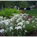 에델바이스 민박 이미지