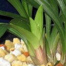 올젠테크놀로지 이미지