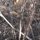 나무와나무 이미지