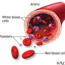 혈액 알아보기 이미지