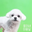뭉치네 미용실 이미지