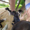 유진목장 이미지