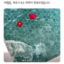 하일리 제주 이미지