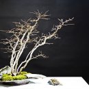 흙과 나무 이미지