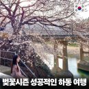 매화꽃필무렵 민박 | 하동 벚꽃 여행 코스 가볼만한곳 농원 다원 감성 숙소 켄싱턴 하동