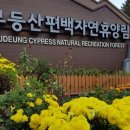편백자연휴양림 이미지