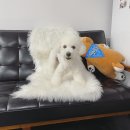 익산보떼