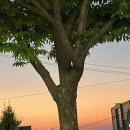 꼬지와 친구들 이미지