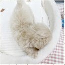 마마스미독 강아지분양 인천점 | 청라강아지분양 마미스미독 인천점에서 강아지 가족 찾았어요!