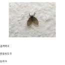 파리 이미지