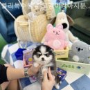 블리독수원점 고양이강아지분양 미니비숑프리제말티푸포메입양 네이버블로그