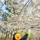 대방체육공원 화장실 | 송도체육센터 해찬솔공원 벚꽃 구경 ㅡ 송도 벚꽃 튤립 구경 추천장소, 화장실 찾기