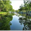 버드나무 이미지