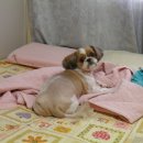 뚱이양이