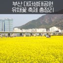 하늘도시 1호 체육공원 농구장 | 부산 대저생태공원 유채꽃 축제 일정 위치 가는법 총정리 | 4월 부산 여행
