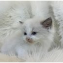 고양이미용연구소 이미지