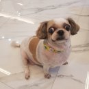 춘자네 개발바닥 이미지