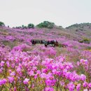 Re:4월 21일불야 100산 대구 비슬산 참꽃 산행 이미지