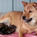 청주진도견연구소 이미지