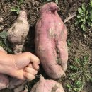 어전농장 이미지