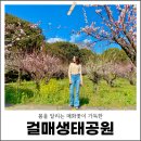 걸매공원 공중화장실 | 제주 매화 매화꽃 개화 서귀포 걸매생태공원