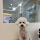 앤써독 이미지