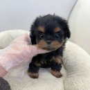 드림독 | 드림독 인천 방문 후기, 강남강아지분양 알아볼 때 참고한 체크 포인트