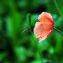 양귀비꽃 이미지 이미지