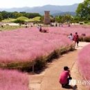 경주 가을 여행 첨성대 핑크뮬리 아직 늦지 않았어 이미지