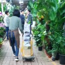 홍농원 | 양재동)꽃시장(화훼단지)방문기