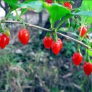 약나무마실 이미지