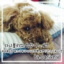 다니블리