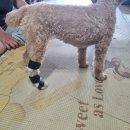 네발로갈때까지 이미지