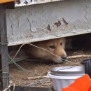 들개농장 이미지