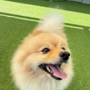 스테이펫_호텔 이미지