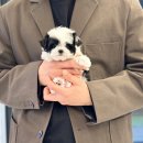 아이러브 독 이미지