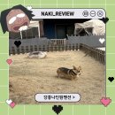 11650-16-114-12 | 강릉애견동반펜션 강릉나인원펜션 후기 | 강릉 중대형견 애견동반 펜션 추천