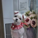 로미 펫 살롱 이미지