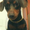 리치펫동물병원 이미지