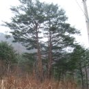 구룡산민박 | [ 03 - 09 - 252 ] 백두대간 구룡산