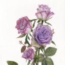 세밀화 보타니컬아트 이미지