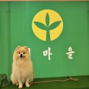 홍천종합약국 | 🐾 홍천 소노펫 방문기 – 반려견과 함께한 힐링 여행