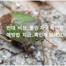 보건당약국 | 📢📢빈대 비상..물린 자국 확인법. 예방법 지금..확인해 보세요‼️