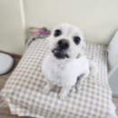 깔꼼 애견미용실 이미지