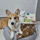 주식회사 블루라임커뮤니케이션즈 | (강아지 사료 추천)피키니 소프트볼 치킨야채 사료 급여 후기